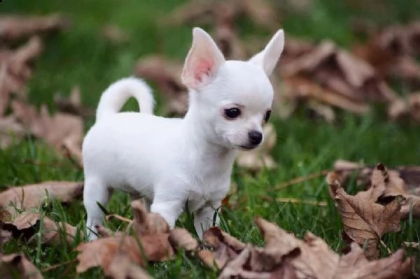vendita cucciolo chihuahua maschi pedigree 