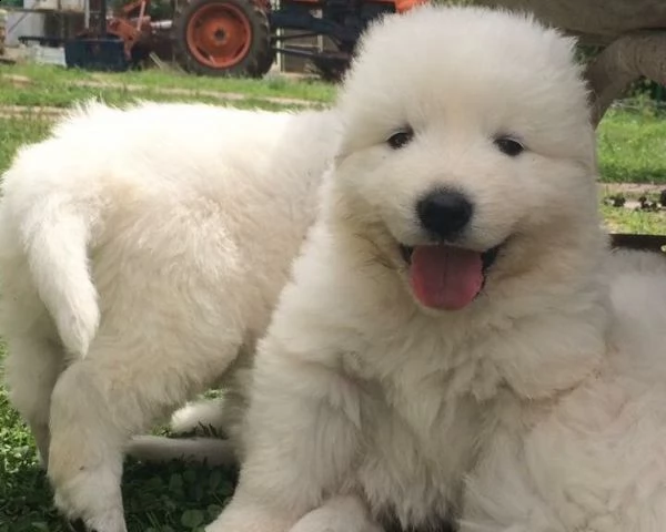 vendita cuccioli di pastore maremmano