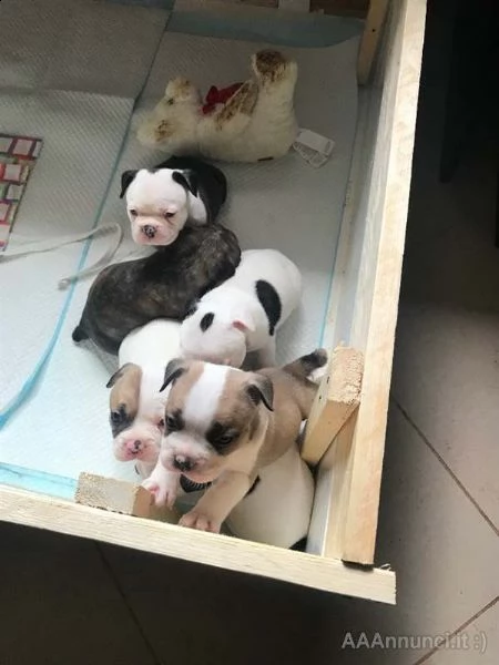 cuccioli di american bully nati | Foto 0