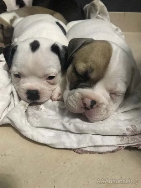 cuccioli di american bully nati
