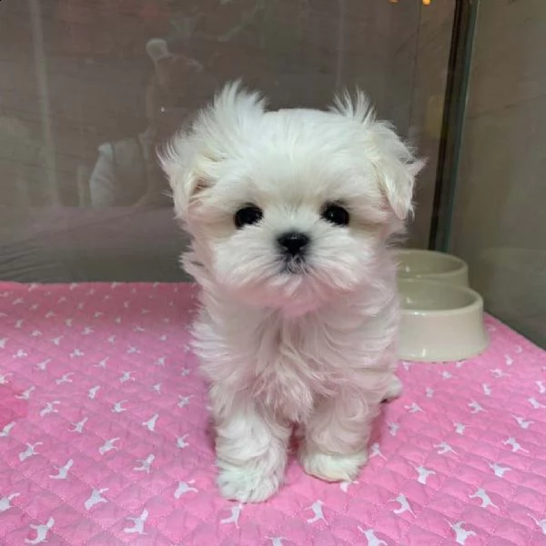 micro maltese puppies for sale