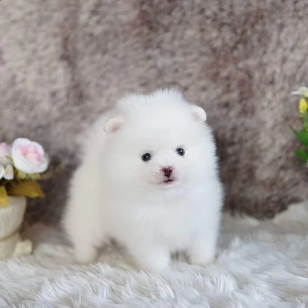 pomerania cuccioli