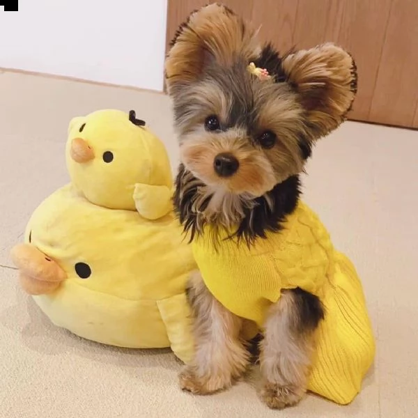 regalo  yorkshire toy cuccioli   yorkshire terrier taglia piccola e toy bellissimi cuccioli molto 