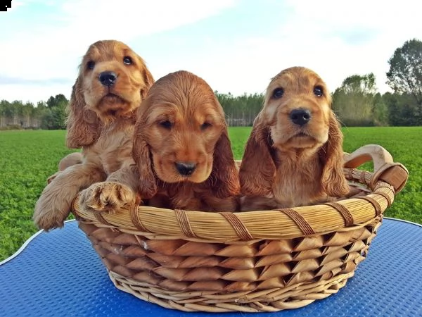 cuccioli di cocker spaniel inglese