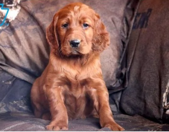 setter irlandese | Foto 0