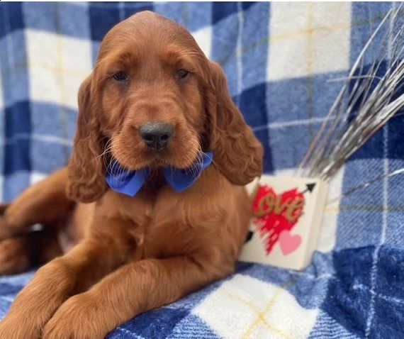 setter irlandese