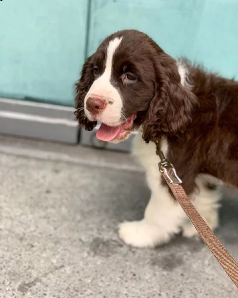 cuccioli di cocker spaniel sani e adorabili in vendita | Foto 2
