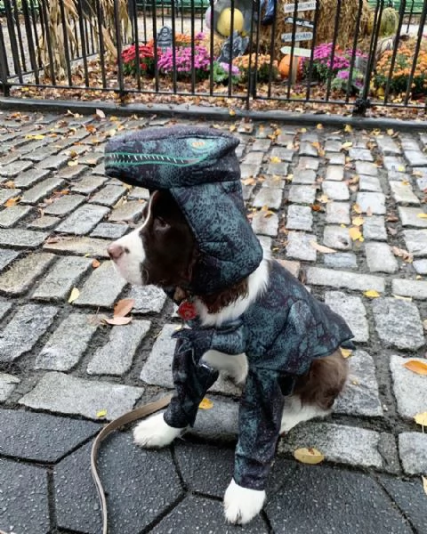 cuccioli di cocker spaniel sani e adorabili in vendita | Foto 1