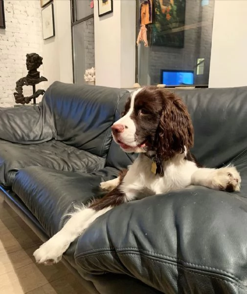 cuccioli di cocker spaniel sani e adorabili in vendita | Foto 0