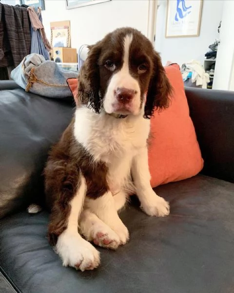 cuccioli di cocker spaniel sani e adorabili in vendita