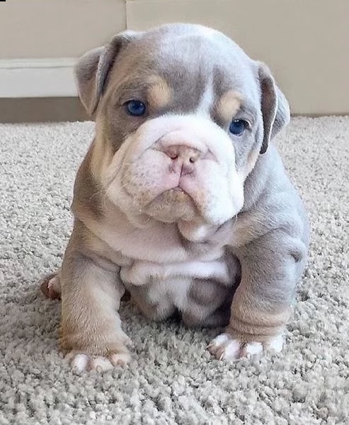 cuccioli di bulldog inglese splendidi e sani in vendita | Foto 0