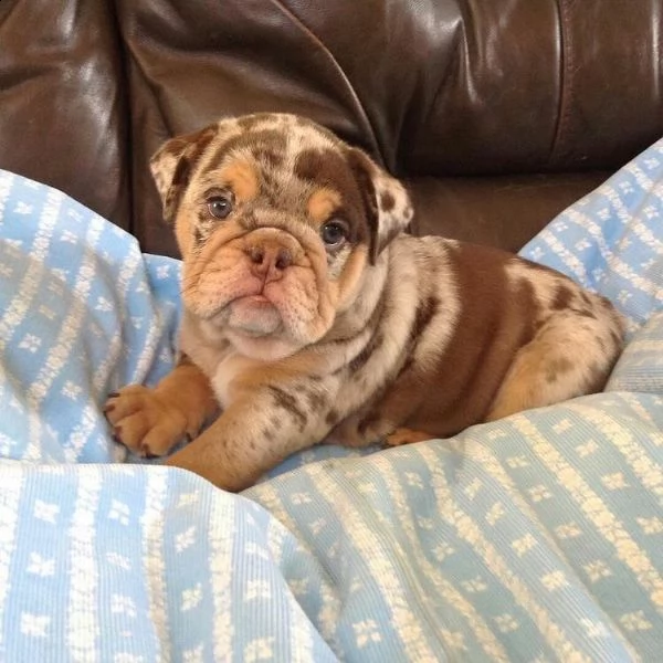 cuccioli di bulldog inglese splendidi e sani in vendita