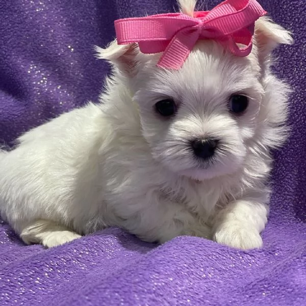 maltese cuccioli bianchi