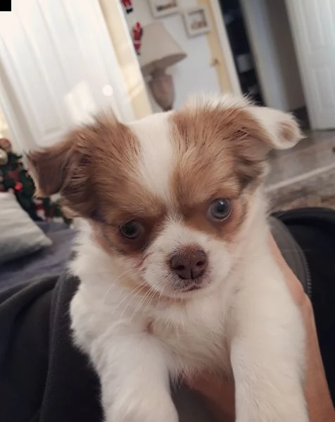 chihuahua a pelo lungo accoppiamento 