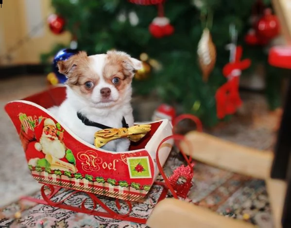 chihuahua a pelo lungo accoppiamento  | Foto 3