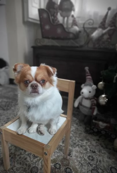 chihuahua a pelo lungo accoppiamento  | Foto 2