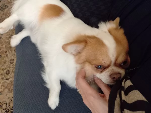 chihuahua a pelo lungo accoppiamento  | Foto 1