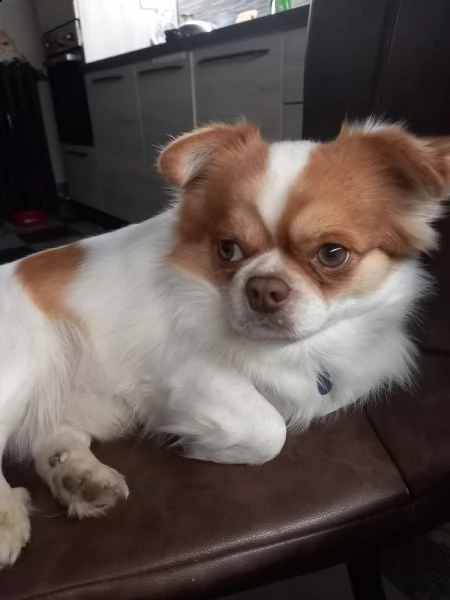 chihuahua a pelo lungo accoppiamento  | Foto 0