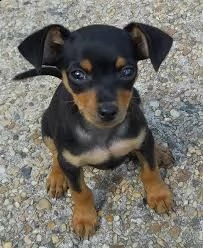 pinscher cuccioli bianchi 