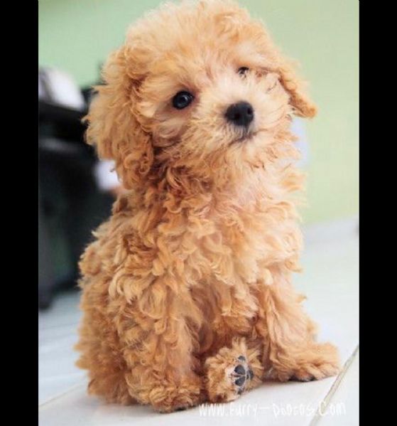 YINYA Orecchini A Forma Di Barboncino In Acrilico - Leggeri, Ipoallergenici, Regalo Per Amanti Dei Cani