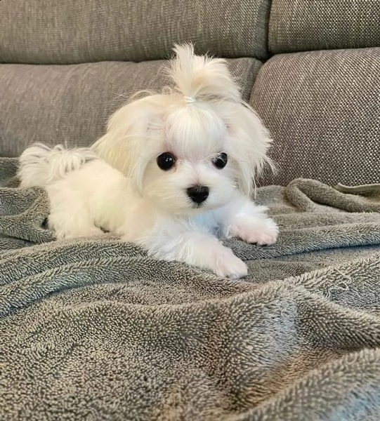  regalo maltese 