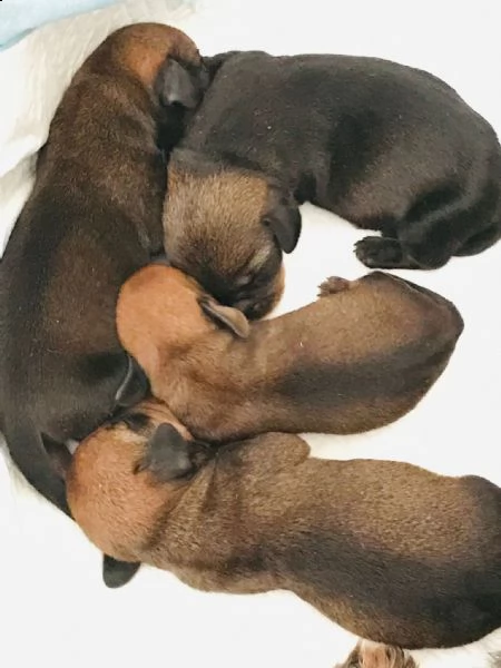 4 cuccioli di bassottioa pelo duro | Foto 0