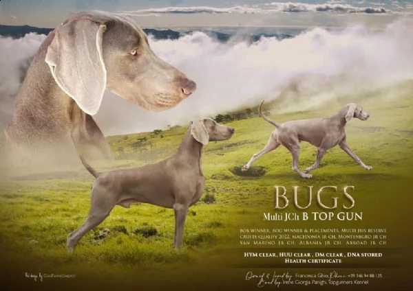weimaraner monta/accoppiamento/seme