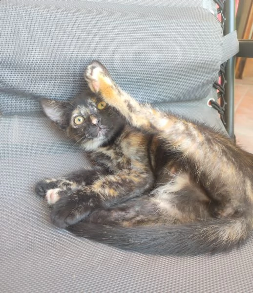 cucciolo gatta cerca casa  | Foto 2