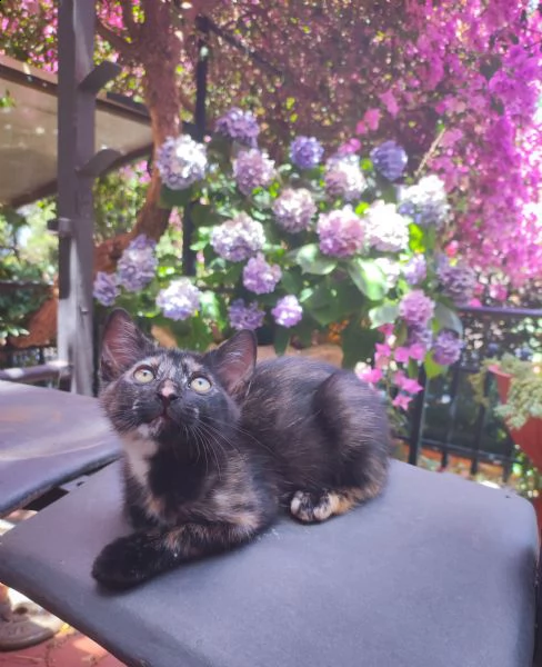 cucciolo gatta cerca casa 