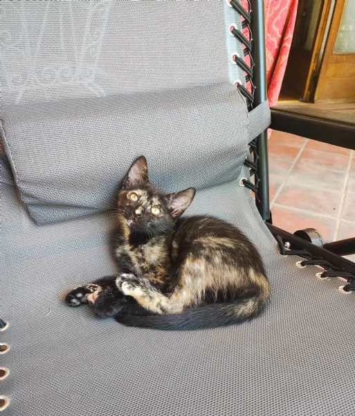 cucciolo gatta cerca casa  | Foto 0