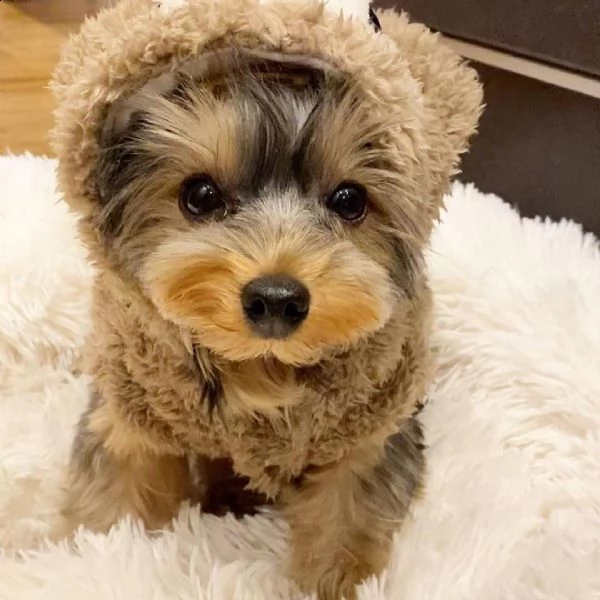 regalo  yorkshire toy cuccioli   yorkshire terrier taglia piccola e toy bellissimi cuccioli molto 