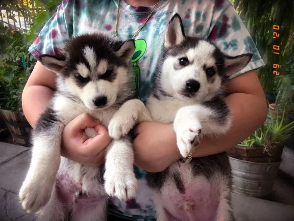 cuccioli di siberian husky