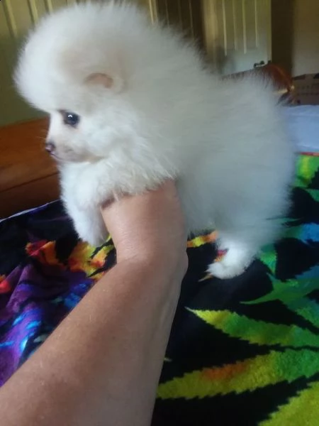 biancaneve minuscolo cucciolo di pomerania