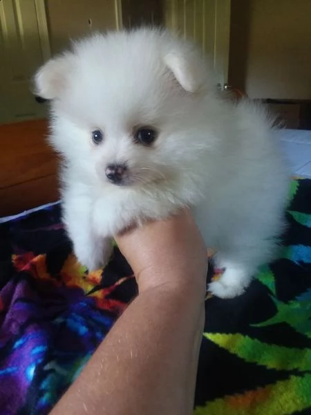 biancaneve minuscolo cucciolo di pomerania | Foto 0