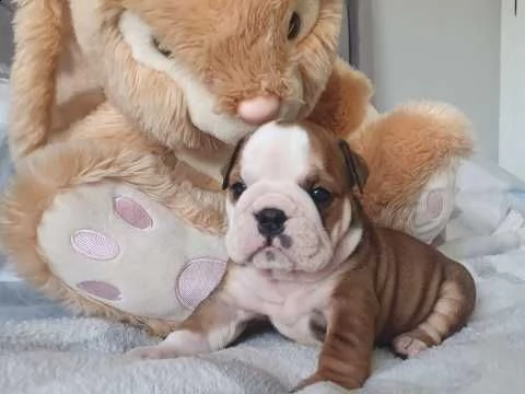 bulldog inglese 1 maschio 1 femmina