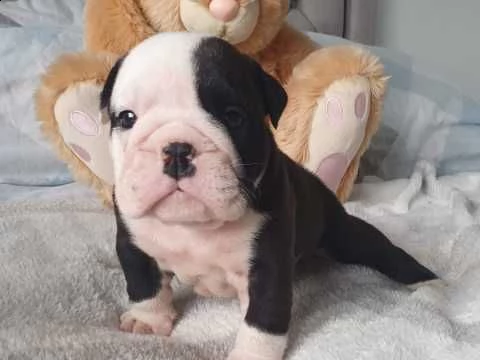 bulldog inglese 1 maschio 1 femmina | Foto 0