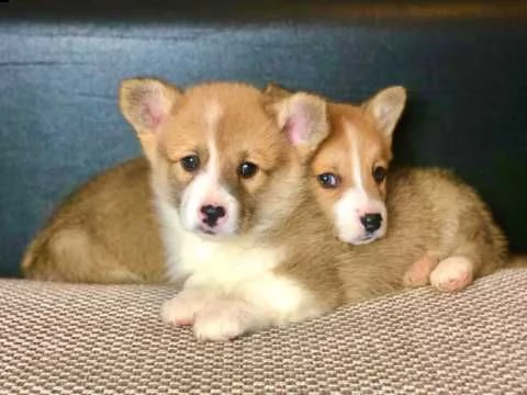 Vendita Welsh Corgi Da Privato A Milano Cuccioli Di Welsh Corgi Pembroke Pronti