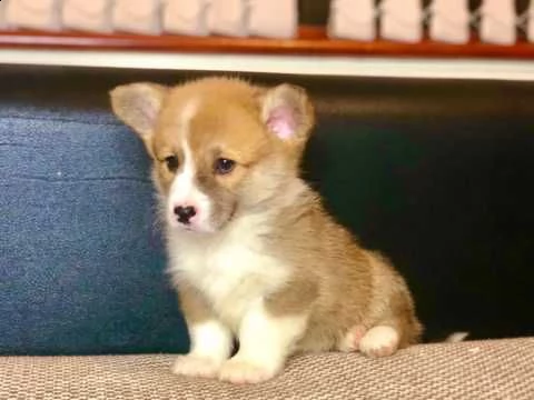 Vendita Welsh Corgi Da Privato A Milano Cuccioli Di Welsh Corgi Pembroke Pronti