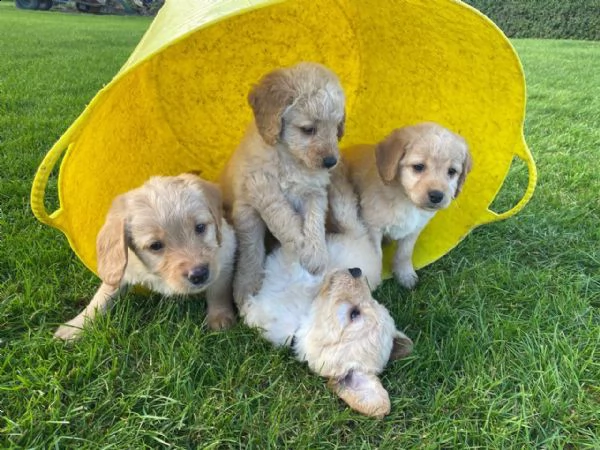 cuccioli di labradoodle in miniatura registrati  | Foto 2