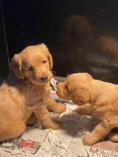 cuccioli di labradoodle in miniatura registrati 