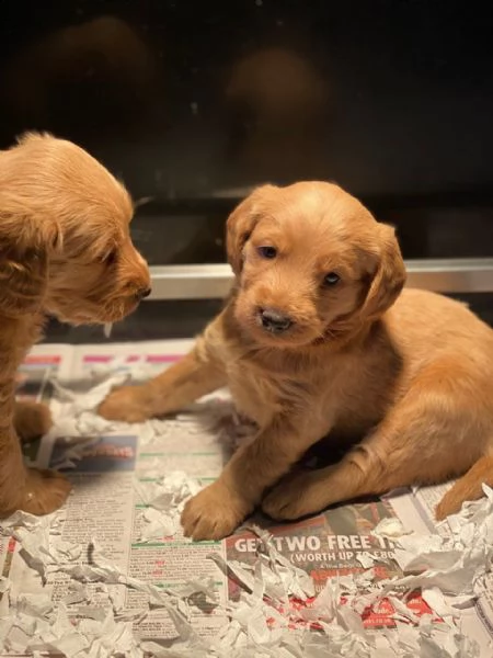 cuccioli di labradoodle in miniatura registrati  | Foto 1
