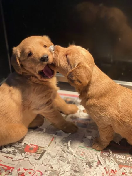 cuccioli di labradoodle in miniatura registrati  | Foto 0