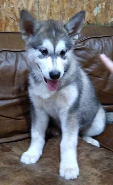 cuccioli alaskan malamute | Foto 2