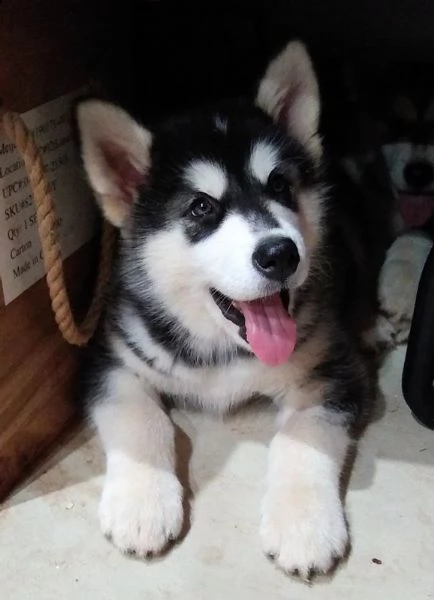 cuccioli alaskan malamute | Foto 1