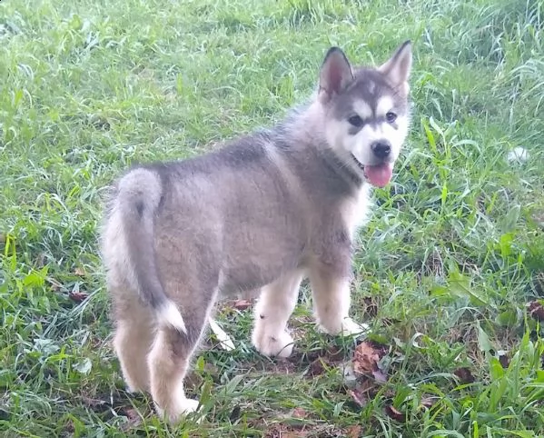 cuccioli alaskan malamute | Foto 0