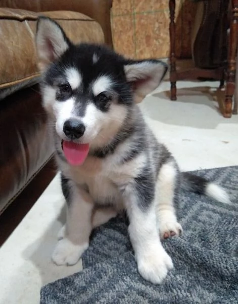 cuccioli alaskan malamute