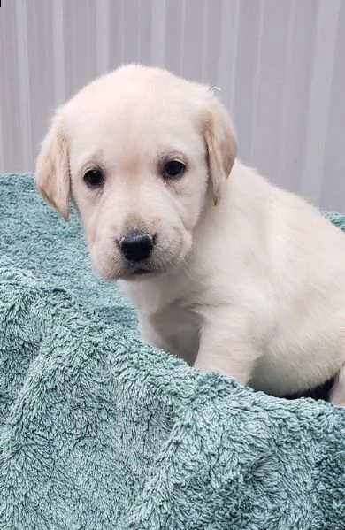 golden retriever allevamento | Foto 3