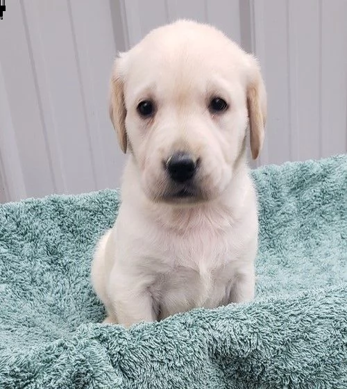 golden retriever allevamento | Foto 1