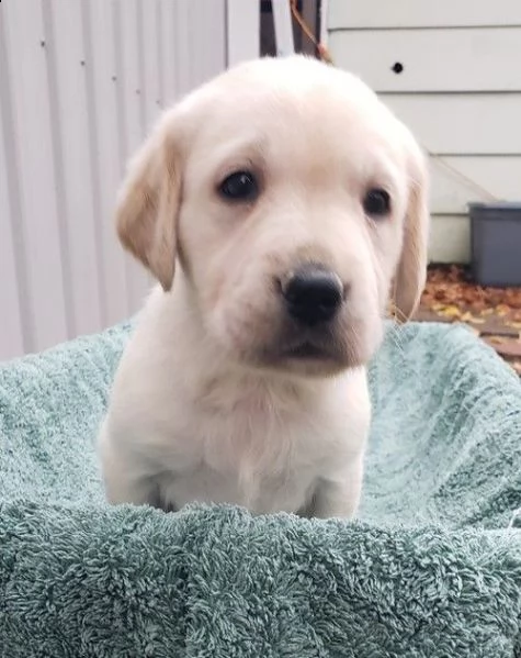 golden retriever allevamento | Foto 0
