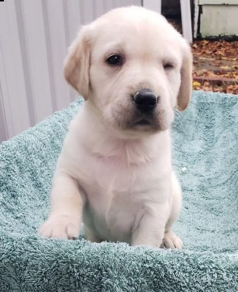 golden retriever allevamento